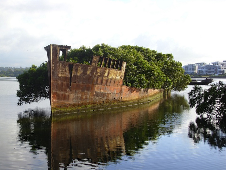 Shocking Discovery! A 102-Year-Old Abandoned Ship Turns into a Lush Forest at Sea – See the Astonishing Transformation!
