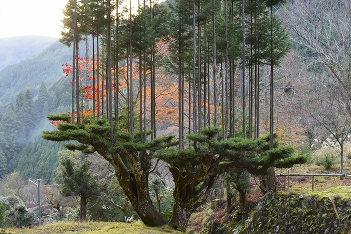 Shocking! Ancient Japanese Method From the 14th Century Creates Perfect Lumber Without Ever Cutting Down a Single Tree!