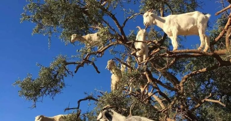 Unbelievable But True: The Bizarre Secret Behind Morocco’s Goats That Climb Trees – Find Out Why!